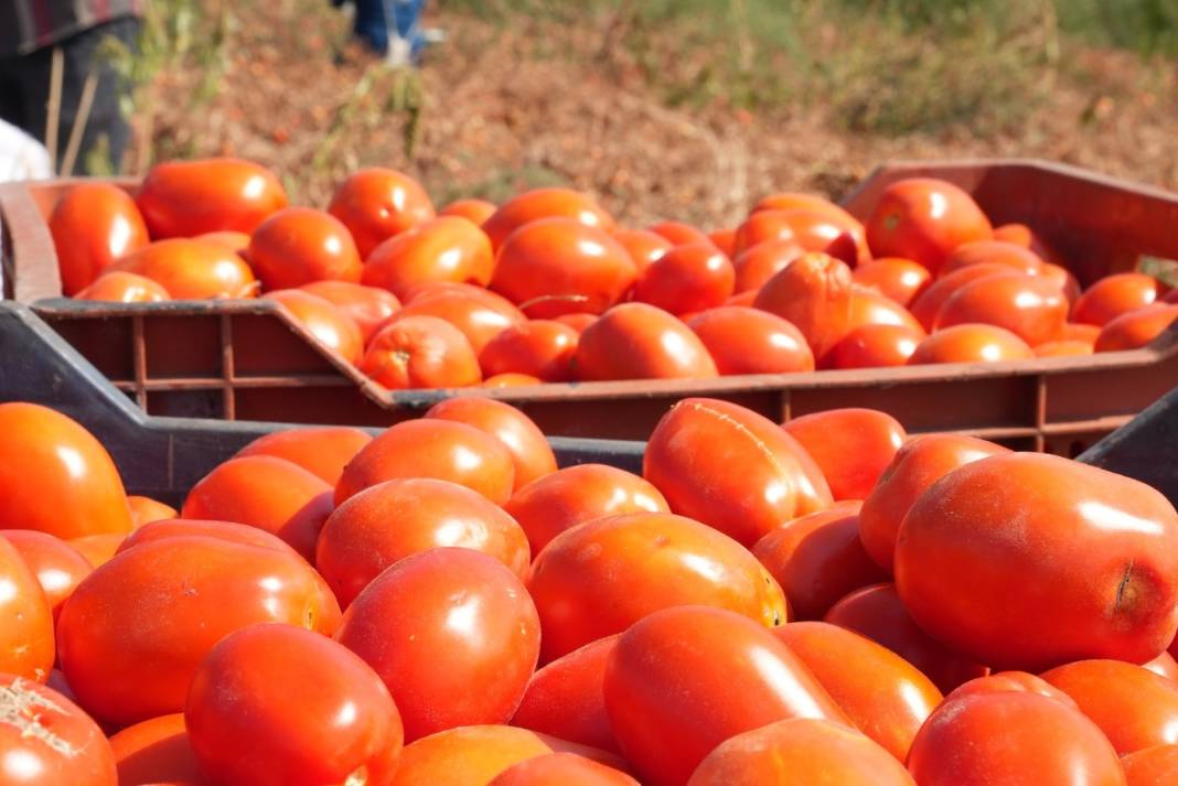 Köylü elinde kalan domatesi parasız verdi: Salça yapıp vatandaşa dağıtılıyor 8